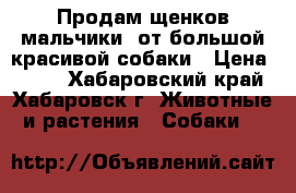 Продам щенков(мальчики) от большой красивой собаки › Цена ­ 500 - Хабаровский край, Хабаровск г. Животные и растения » Собаки   